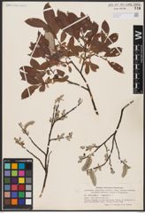 Foto von Salix aurita L. x Salix lapponum L.